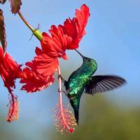 original sound - colibri.504hn