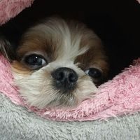 TikTok Account Photo