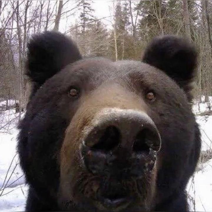 ston3rbear