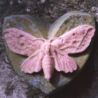 TikTok Account - https://p16-amd-va.tiktokcdn.com/tos-maliva-avt-0068/7311484387361554474~tplv-tiktokx-cropcenter:200:200.jpeg