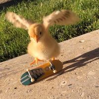 bbistek