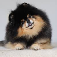 TikTok Account Photo