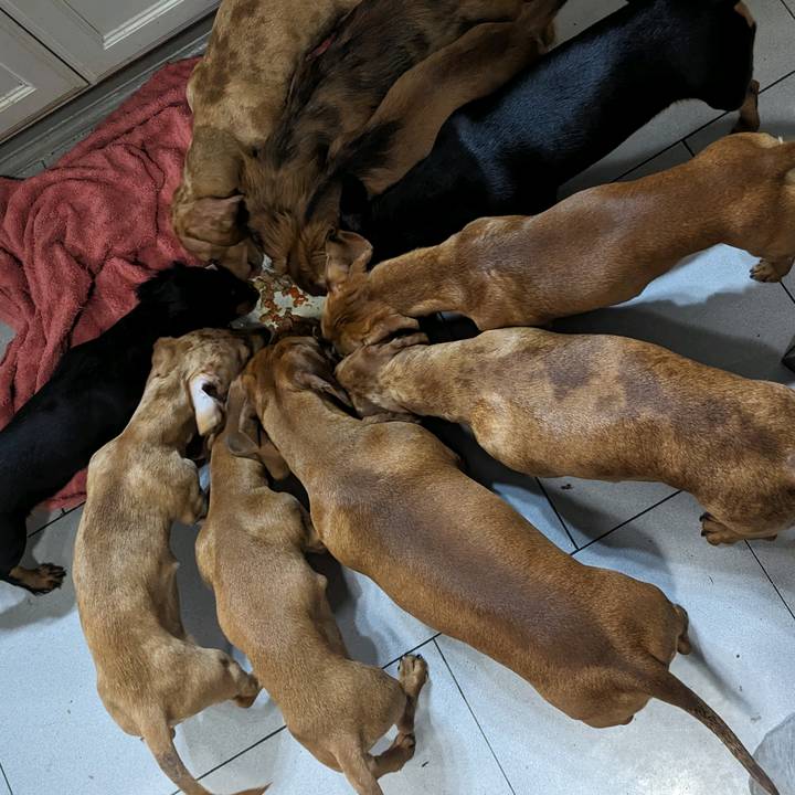 dachshundclowning - original sound
