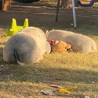 TikTok Account - https://p16-amd-va.tiktokcdn.com/tos-maliva-avt-0068/7317347446256828458~tplv-tiktokx-cropcenter:200:200.jpeg