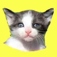 gatitoslunayestrella