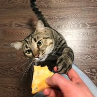 TikTok Account Photo