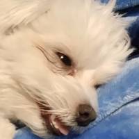 TikTok Account Photo