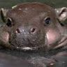 happyhippo3628