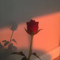 TikTok Account Photo