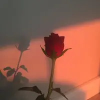 TikTok Account Photo