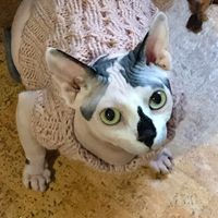 TikTok Account - https://p16-amd-va.tiktokcdn.com/tos-maliva-avt-0068/7335477636997840902~tplv-tiktokx-cropcenter:200:200.jpeg