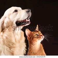 vegas_vet_clinic