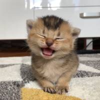 TikTok Account Photo
