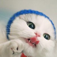 TikTok Account Photo