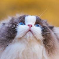 TikTok Account Photo