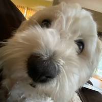 TikTok Account - https://p16-amd-va.tiktokcdn.com/tos-maliva-avt-0068/7349828320495665194~tplv-tiktokx-cropcenter-q:200:200:q70.jpg