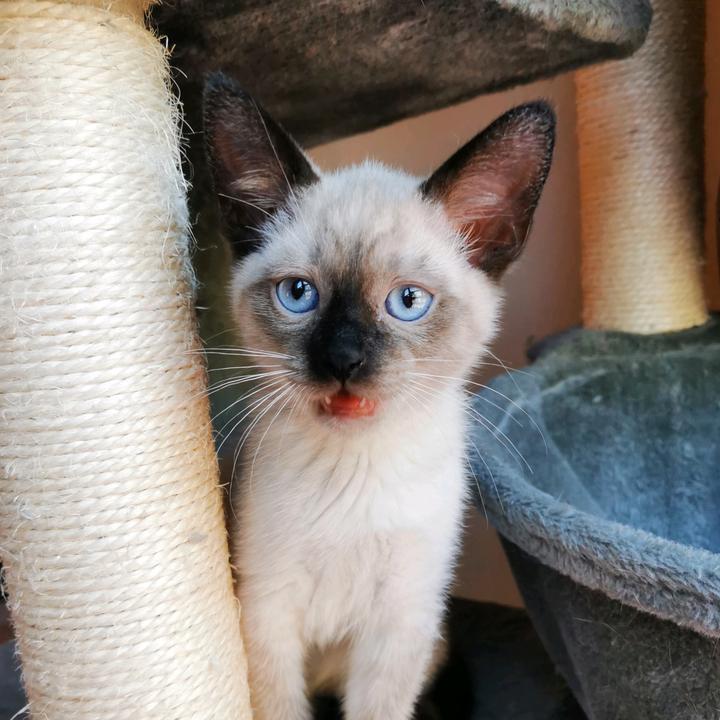 sesame.the.siamese22