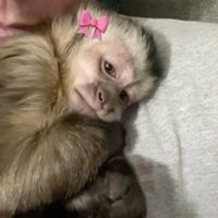 pablizzav