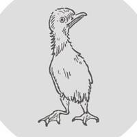 TikTok Account - uglyducklingshropshire