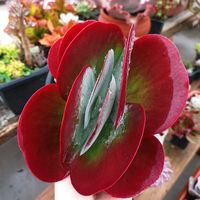 suculentasdacris72877