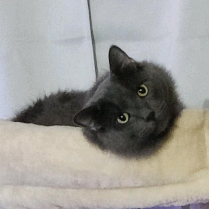 blue_the_kittyboi