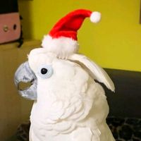 parrotzeetvs