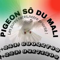 pigeons.so.du.mali