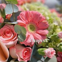 chopixs