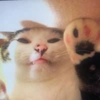TikTok Account Photo