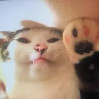 TikTok Account Photo