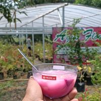 agusflowerpurworejo