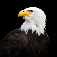 TikTok Account - https://p16-amd-va.tiktokcdn.com/tos-maliva-avt-0068/8b426e70e5cda5d831b6a2be8521fe4a~tplv-tiktokx-cropcenter:200:200.jpeg