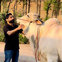 usman.butt2696