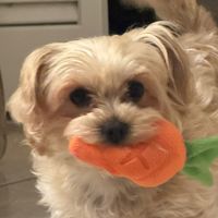 TikTok Account - https://p16-amd-va.tiktokcdn.com/tos-maliva-avt-0068/8cbad6b8a204cea00d397036d3b6e8ef~tplv-tiktokx-cropcenter:200:200.jpeg