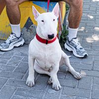 bullterrier_jora