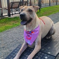 comogatosyperros_oficial