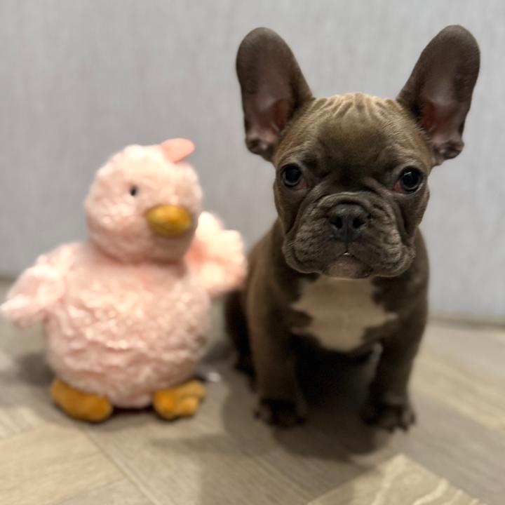 georgiefrenchiegirl