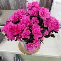 TikTok Account - https://p16-amd-va.tiktokcdn.com/tos-maliva-avt-0068/945ddc1a893a84deeb7d0152f65589ae~tplv-tiktokx-cropcenter-q:200:200:q70.jpg