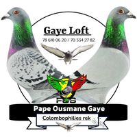 gayeloft