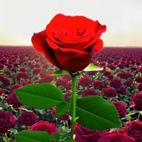 TikTok Account - https://p16-amd-va.tiktokcdn.com/tos-maliva-avt-0068/97074554e9bf2e98195e78a93f98c58b~tplv-tiktokx-cropcenter:200:200.jpeg