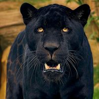 ivoiroi_melchi_millenium