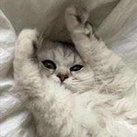 sumno_meni