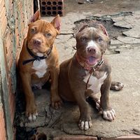 pit_odin_
