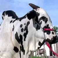 modao_apaixonado
