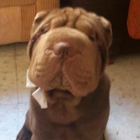 TikTok Account - https://p16-amd-va.tiktokcdn.com/tos-maliva-avt-0068/a19b1769ecefde9a292bdb48d00b8067~tplv-tiktokx-cropcenter:200:200.jpeg