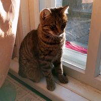 marmeladka.meow