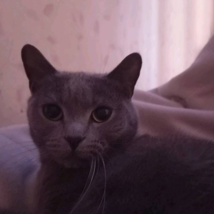 amaliakot4