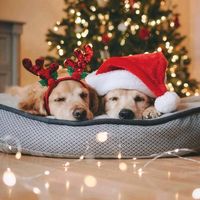 TikTok Account - https://p16-amd-va.tiktokcdn.com/tos-maliva-avt-0068/a6175c6f2b5f4651aaa778428ab47d72~tplv-tiktokx-cropcenter:200:200.jpeg