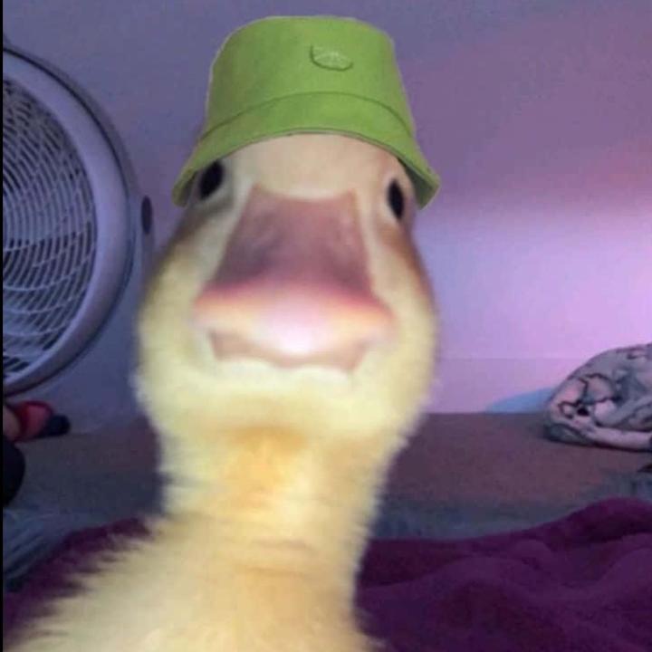 memes.nrm1