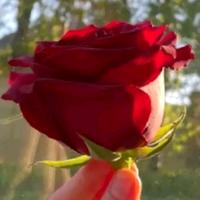 original sound - rosavermelha8880